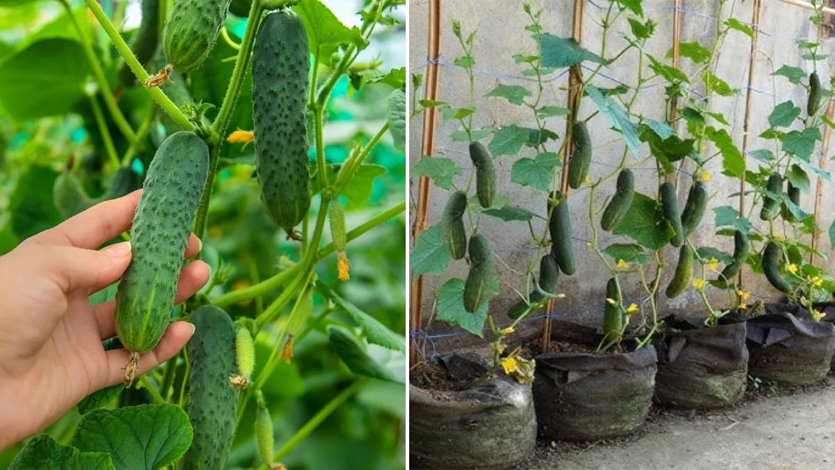 Tips Growing Cucumbers Few People Know, No Cost Penny, Unbelievably Effective!
