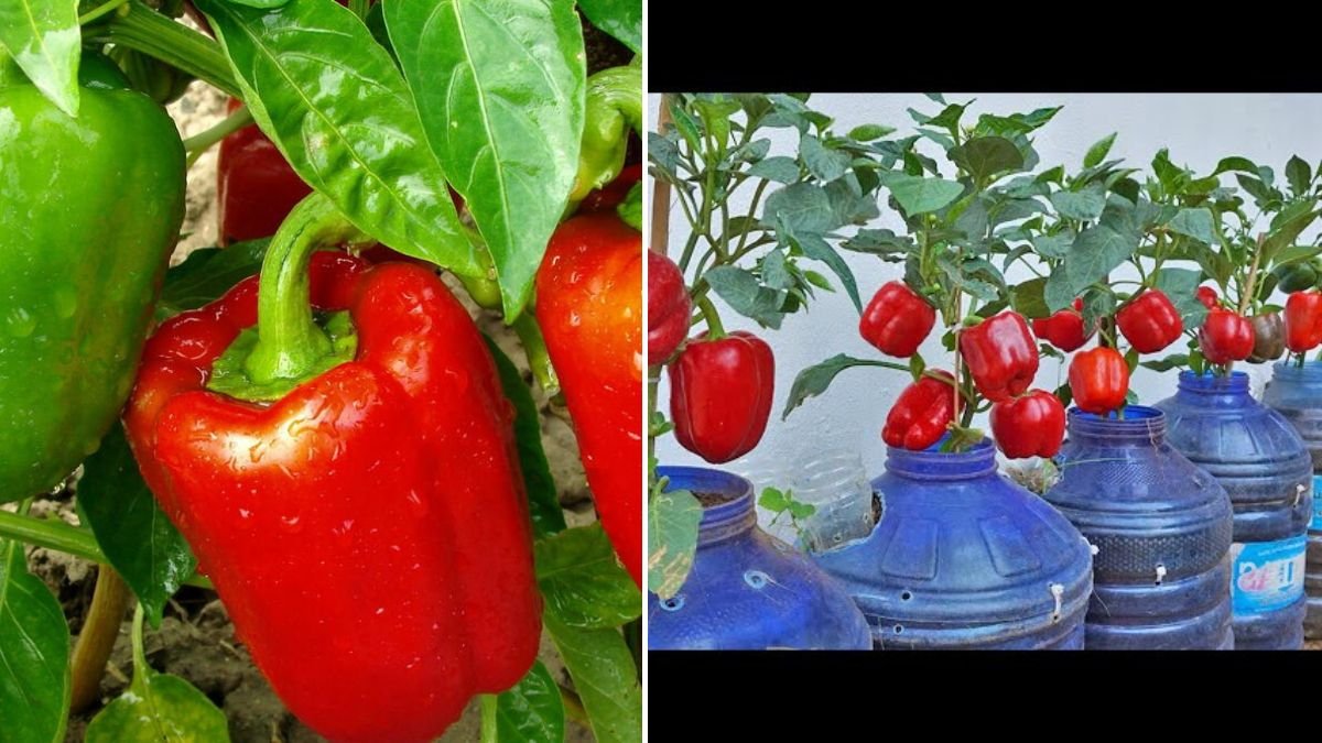 I Never Thought Growing Bell Peppers Could Be This Easy — Proven Methods That Work
