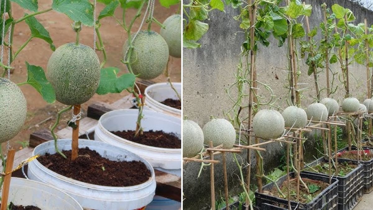 Melon Growing Hack They Don’t Want You to Know – Just a Few Bottles, 5x the Results!