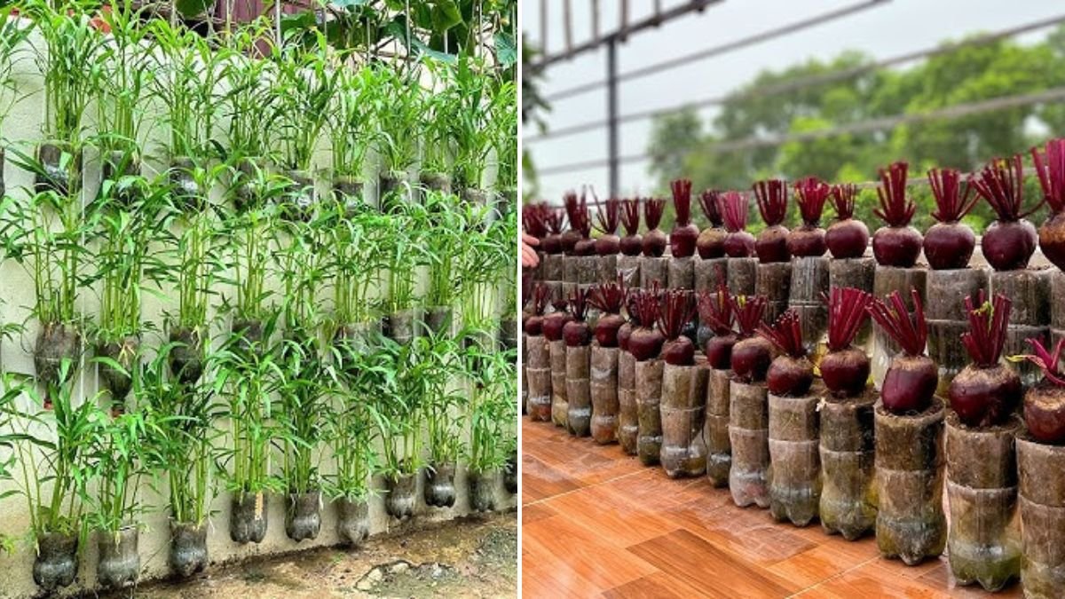 No Garden, No Watering – The Crazy-Easy Way to Grow Veggies That Millions Love
