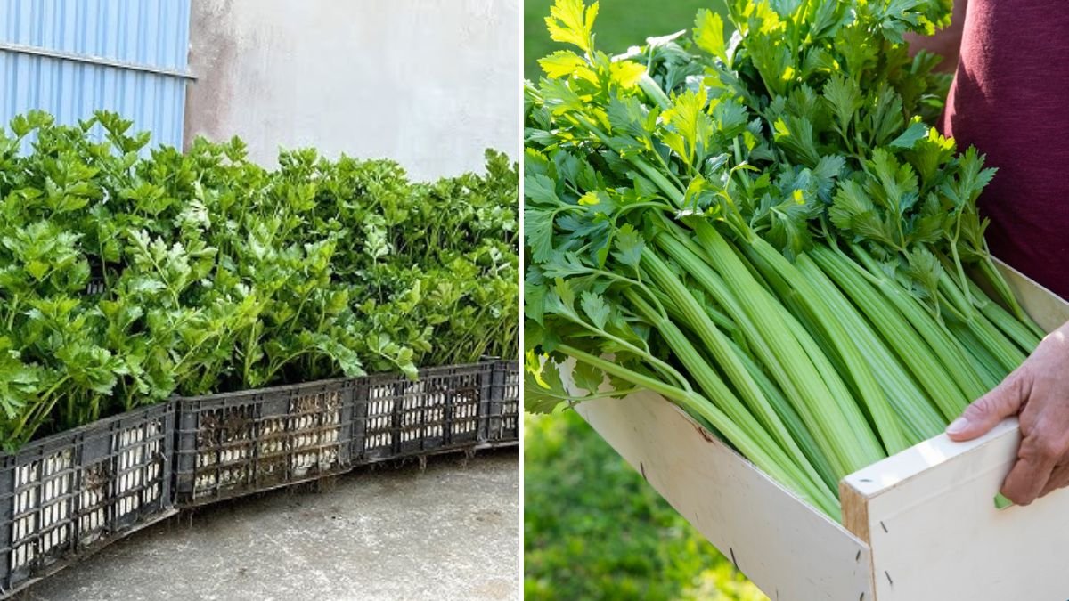 Grow Celery Without Watering – Harvest All Year, Yield 10 Times More!