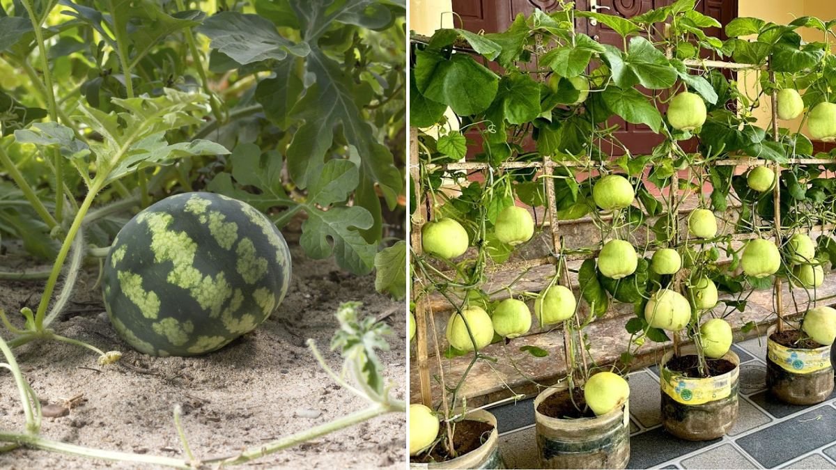 Why Does My Melon Garden Keep Producing Fruit, but Yours Doesn’t?