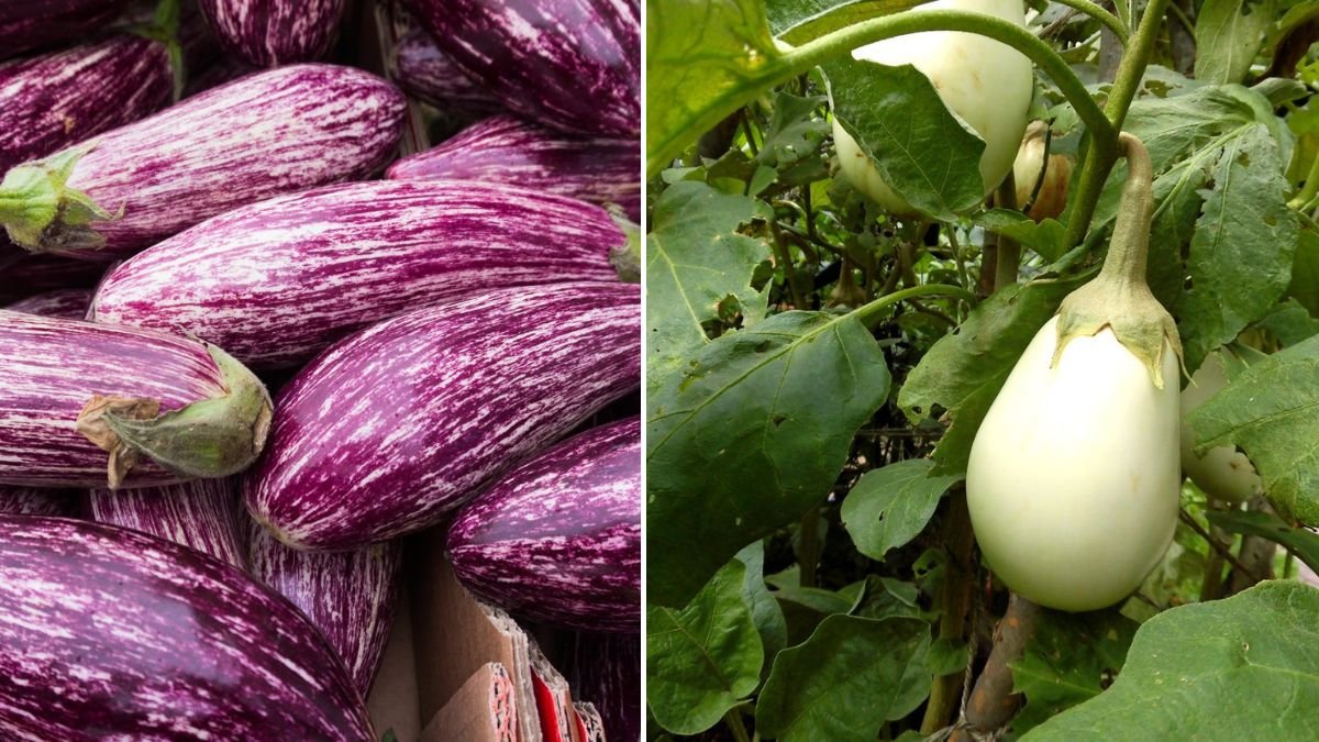 Why Growing Eggplants Upside Down Is A Magical Secret You Must Try!