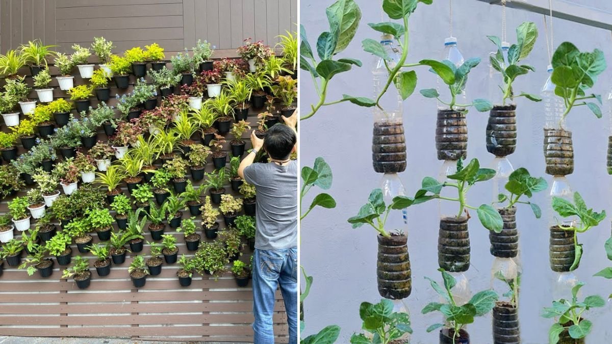 No Garden Needed — Grow Vegetables Year-Round with Just a Wall and a Few Plastic!