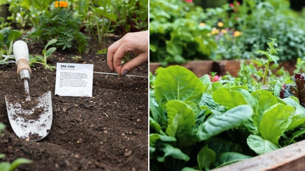 How Does Grandpa Kaki’s Garden Always Stay Full of Fresh Vegetables?
