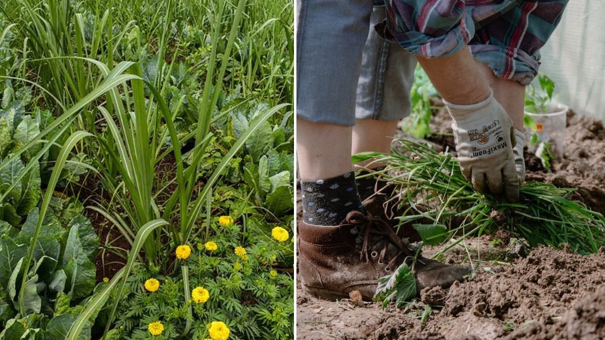How Does Grandpa Kaki’s Garden Always Stay Full of Fresh Vegetables?