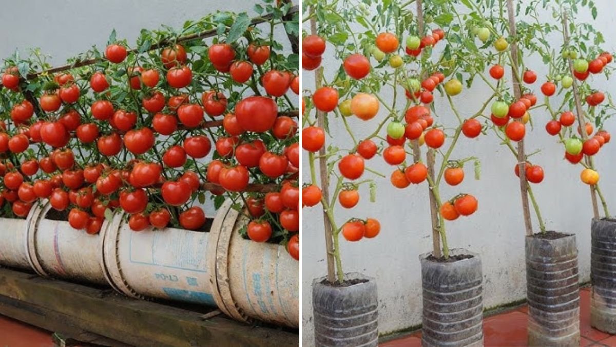 You’ll Regret Not Knowing This Method to Grow Tomatoes in Plastic Cans Sooner!