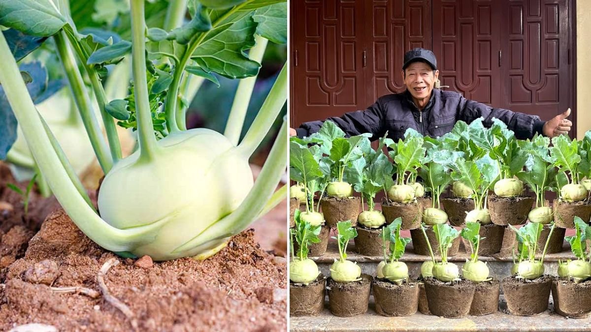 Revealing Secrets to Growing Kohlrabi at Home with Unprecedented Efficiency!