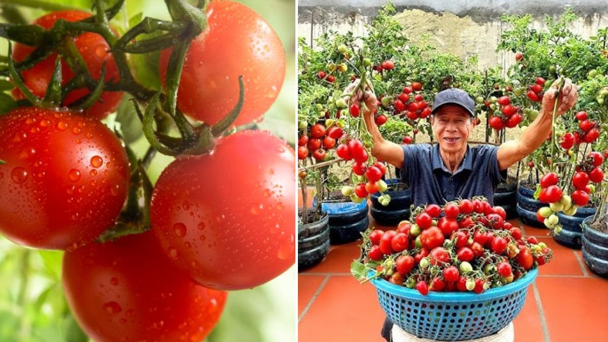 Your Tomatoes Have Few Fruits? Use This Secret and You’ll Be Picking Fruit Every Day!