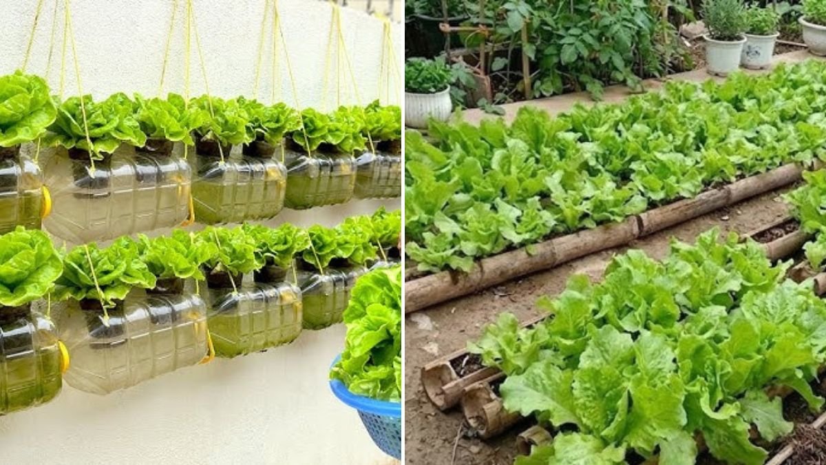 Grow 3 Types of Vegetables at Once: The Smart Solution for Busy People