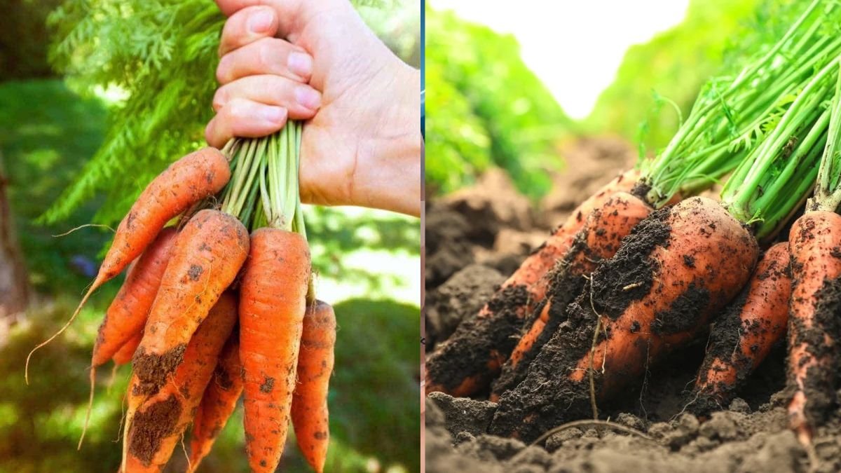 Breakthrough Carrot Growing on 3 Layers – Fast Growth, Big Yields, Completely Organic!