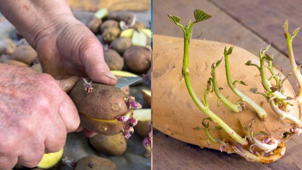 Grow Potatoes Fast and Properly — Exclusive Tips for Beginners to Plenty of Tubers