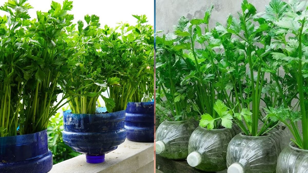 Double Your Celery Yield Easily — Smart Solution From Plastic Bottle Hanging