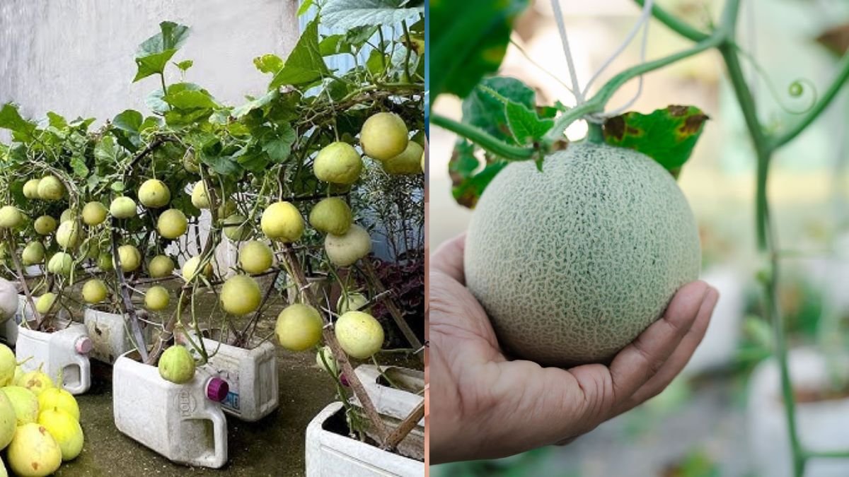 How Grow Melons Without A Garden, Super Many Fruits, Secrets Never Revealed