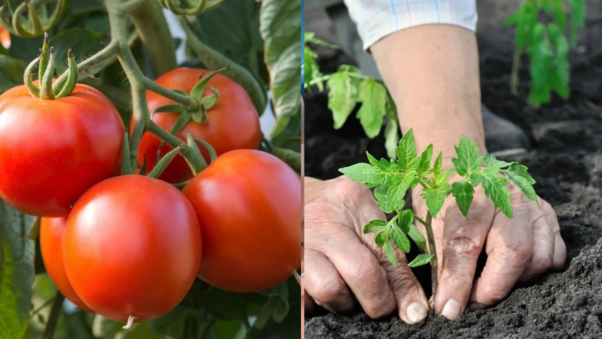 How To Grow Tomatoes All Year Round Without Much Soil: The Secret Is Here!