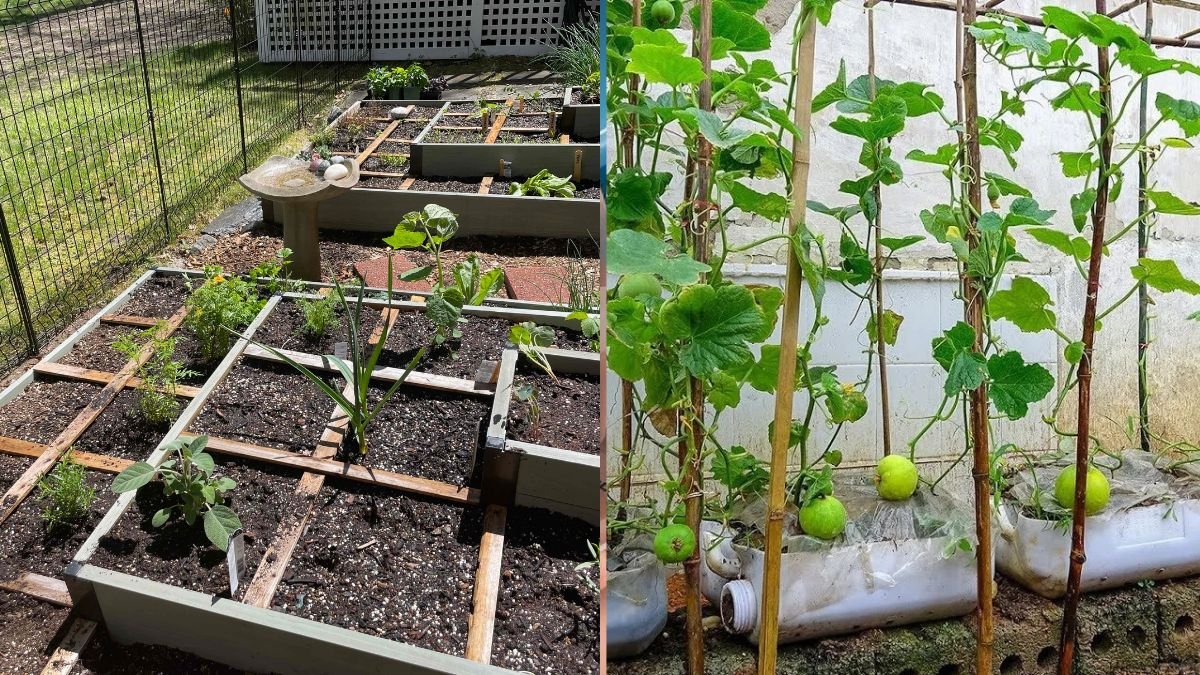 Discover How I Created My Dream Melon Garden Without Spending a Dime!