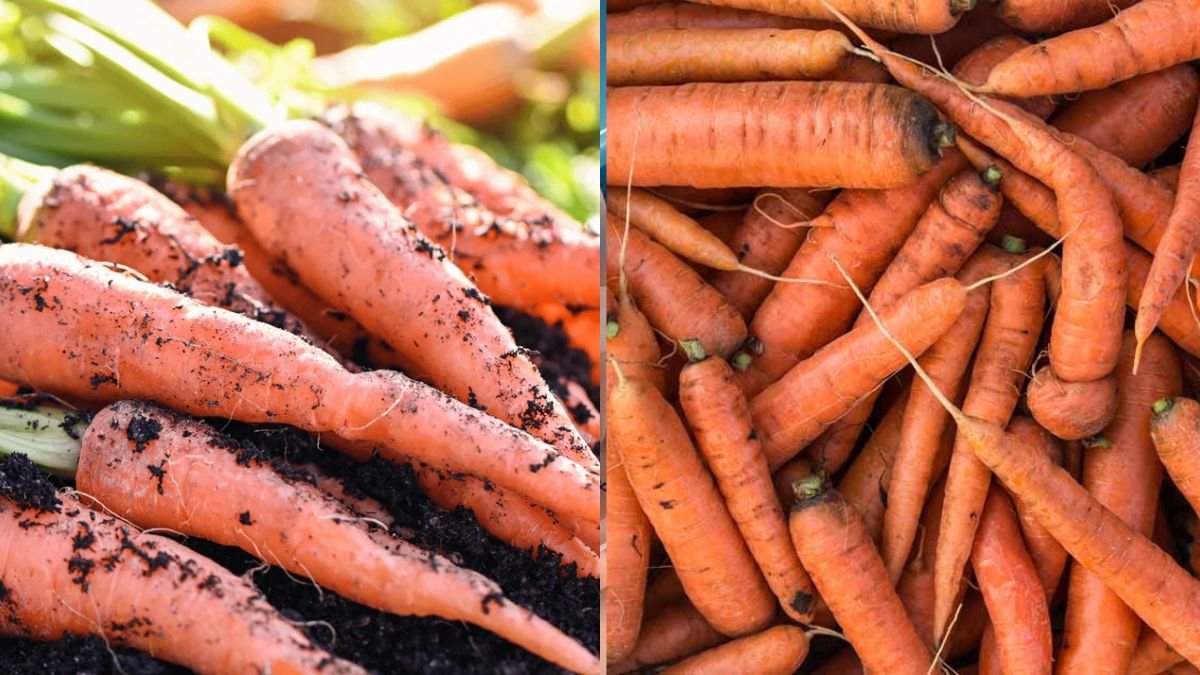 How I Save Hundreds of Dollars Every Year With Homegrown Carrots—even Without a Big Garden!