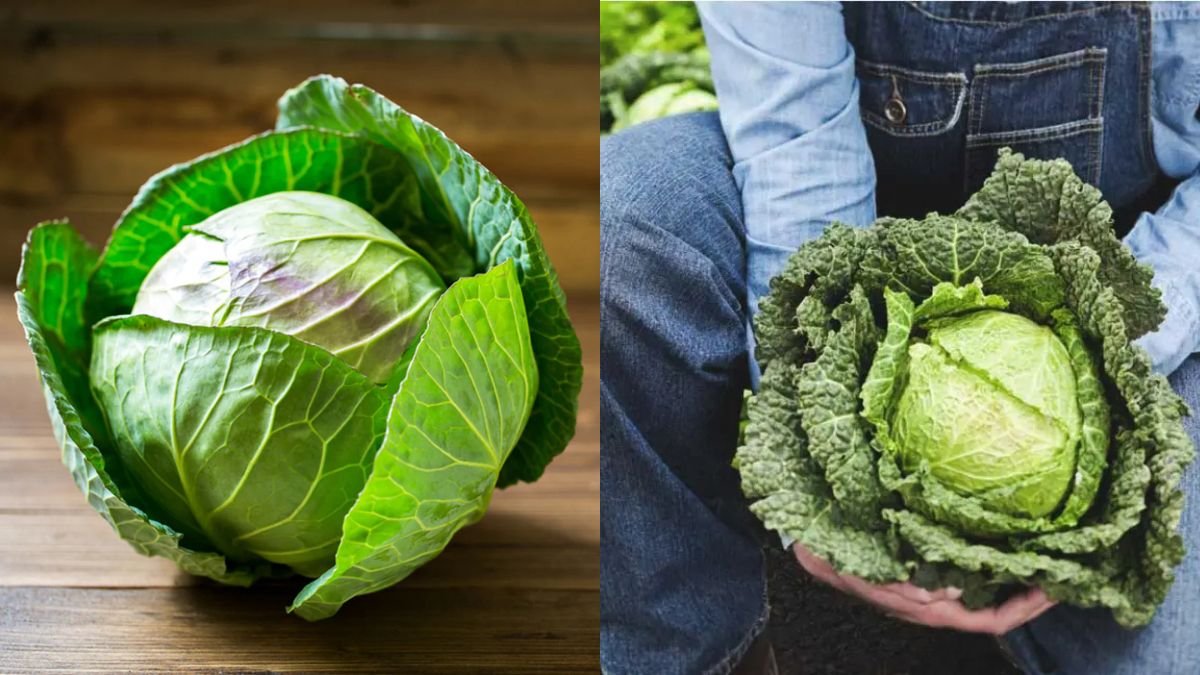 Planting Love Cabbages: A Green Secret to Calm Hearts and Strengthen Relationships