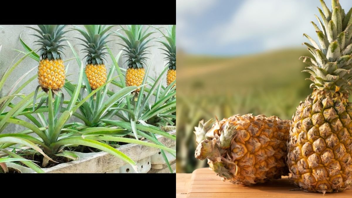 No Garden Needed – Get a Pineapple Garden Without Spending a Penny