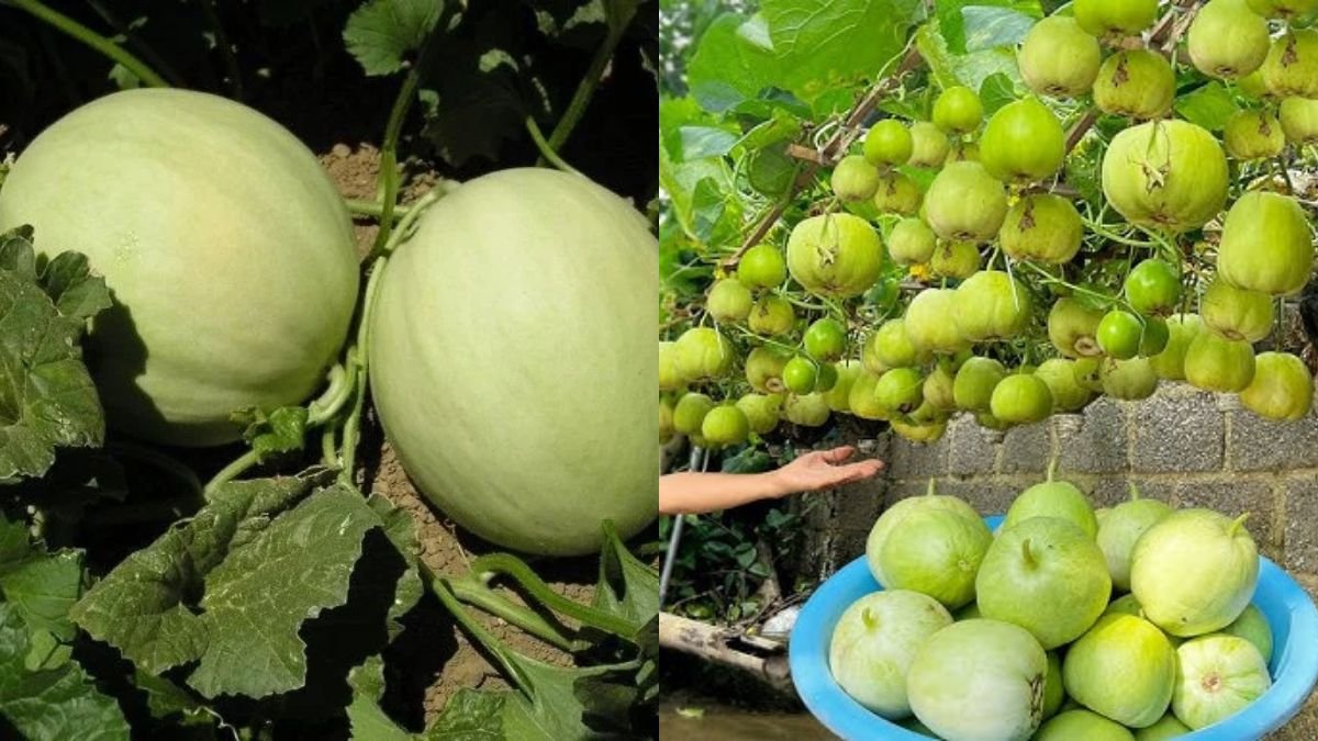 Instead Of Buying, I Grow Melons Myself And The Results Are Truly Surprising