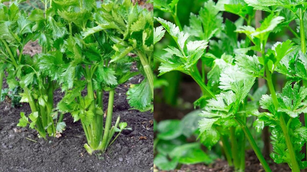Growing Celery This Way, No Care Required, Continuous Harvest, Can Be Planted Anywhere