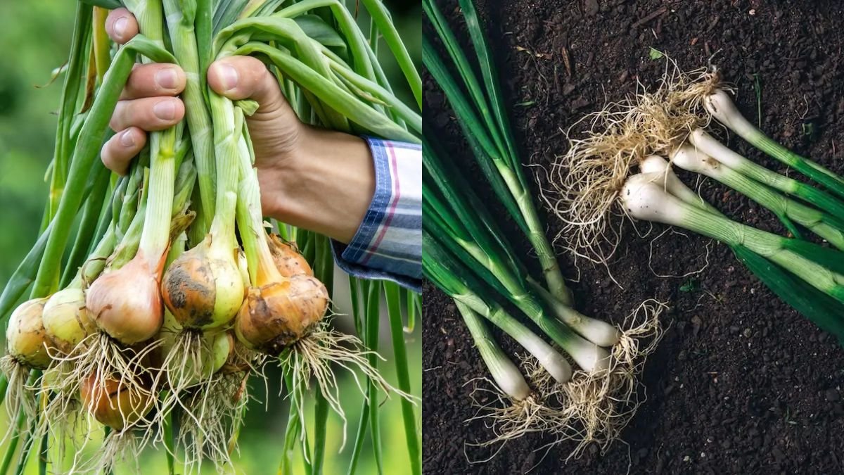 Secret Successfully Growing Onions Anywhere With Easy Tips, Bringing Great Harvests