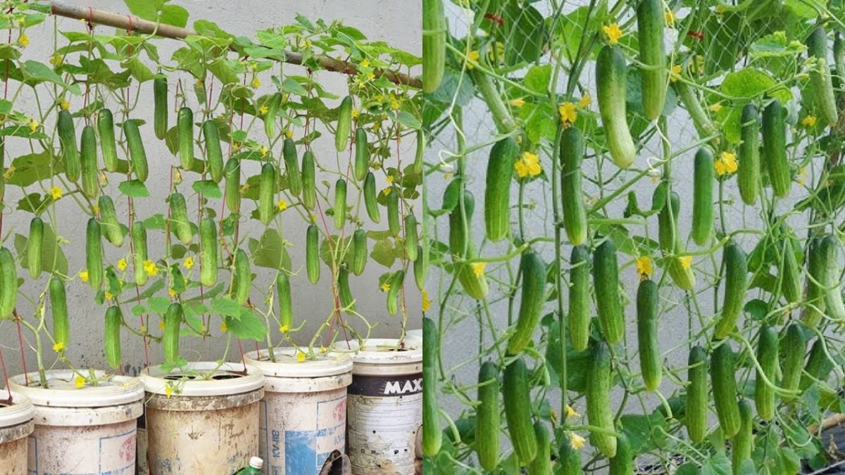 Secret to Growing High-Yield Cucumbers in Summer Without Spending a Penny!