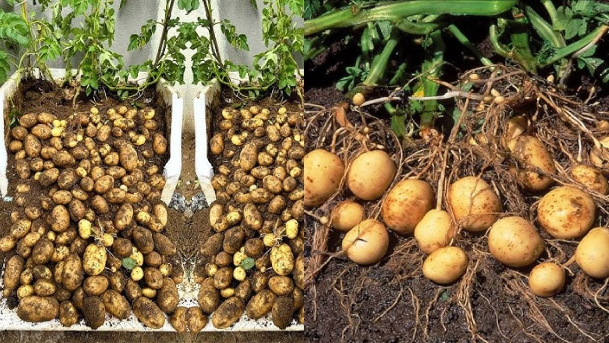 Simple Technique Secret Creating Highly Effective Tomato Trellises Laden Abundant Fruit
