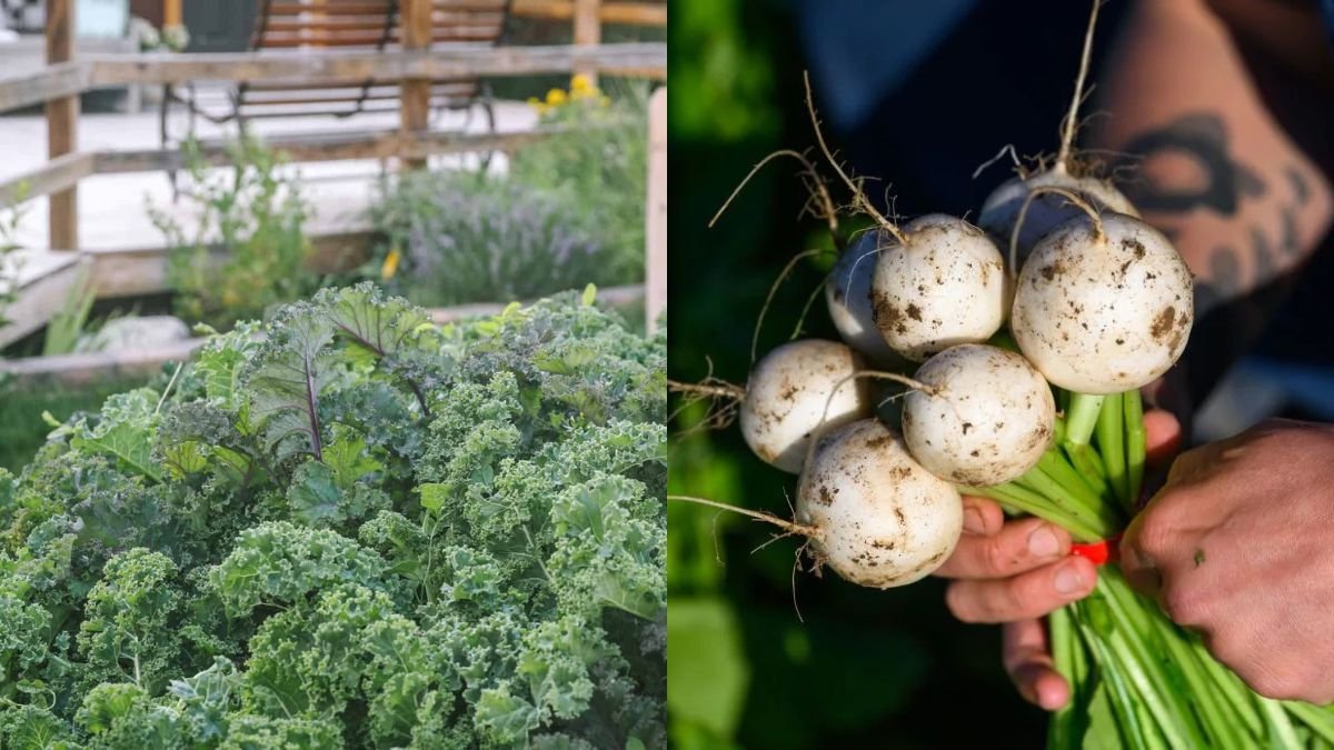 Tips for Growing Vegetables for Lazy People — Super Savings and Fast Harvest