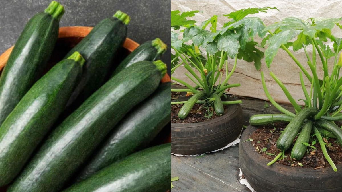How to Grow Super Productive Zucchini at Home – Moms Know the Best Tips!