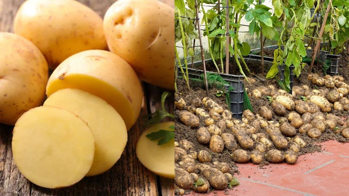 Too Surprised! How I Make Potatoes for Lots of Tubers — Simple but Productive Techniques