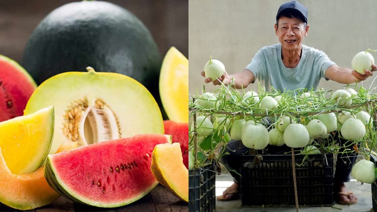 It’s Awesome! Growing Super Sweet Melon At Home, Good Tips Worth Learning, So Simple And Many