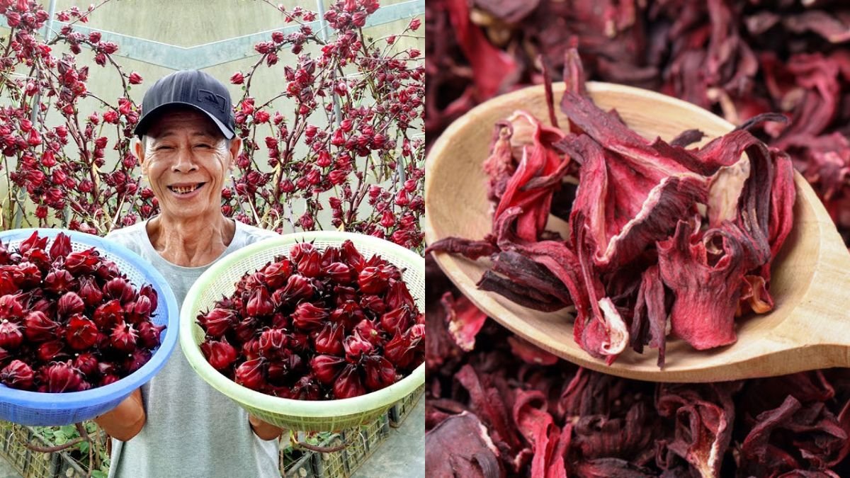 Hibiscus — Delicious Sweet‑Sour, Very Easy to Grow at Home This Summer