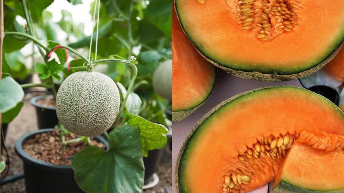 Save Now — Guaranteed Melon Growing Tips for Beginners That Are So Amazing