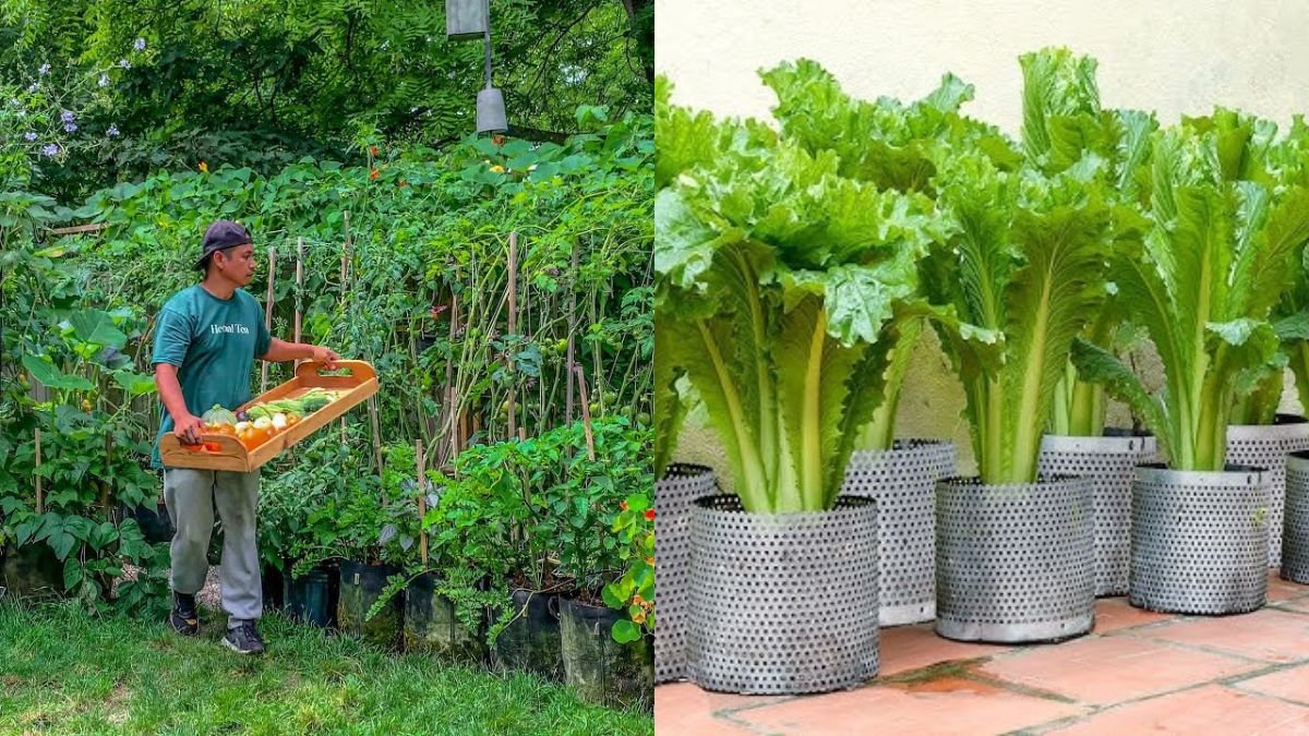 Never Buy Vegetables Again: How I Grow Enough to Feed My Family