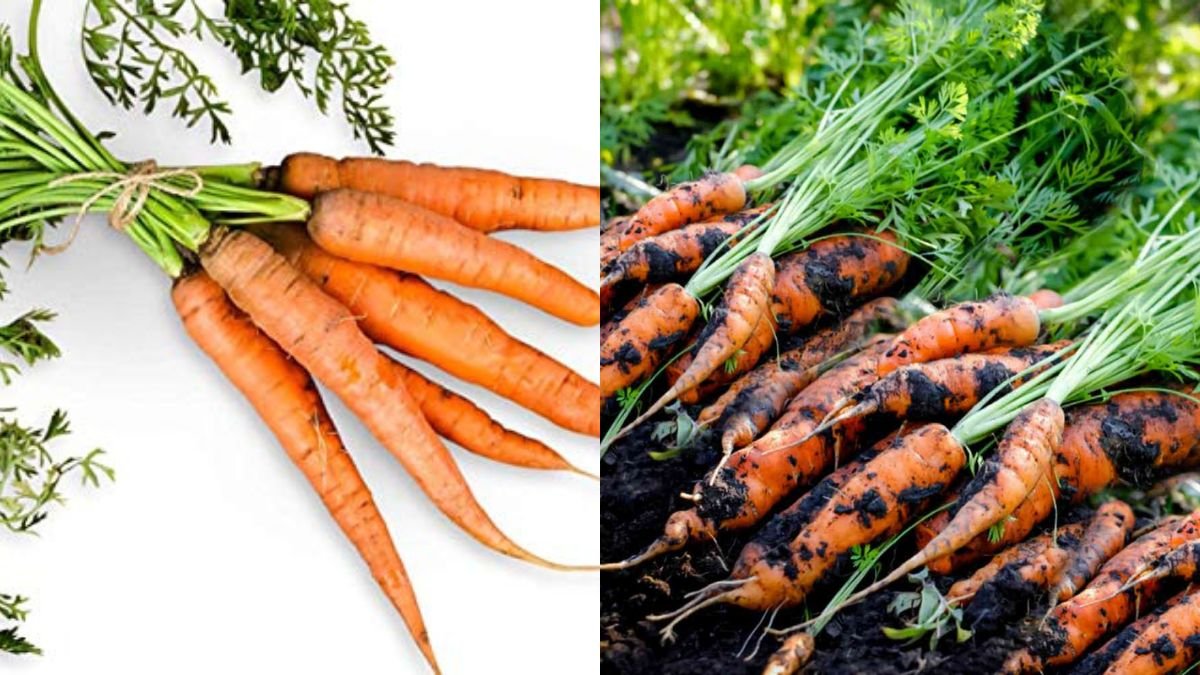 No More Buying Carrots: How I Grow Clean Carrots for My Family