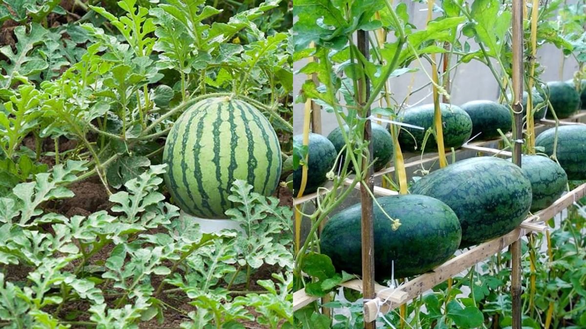 Growing Watermelon Provides Family — No Garden Needed, Just a Few Plastic Bottles