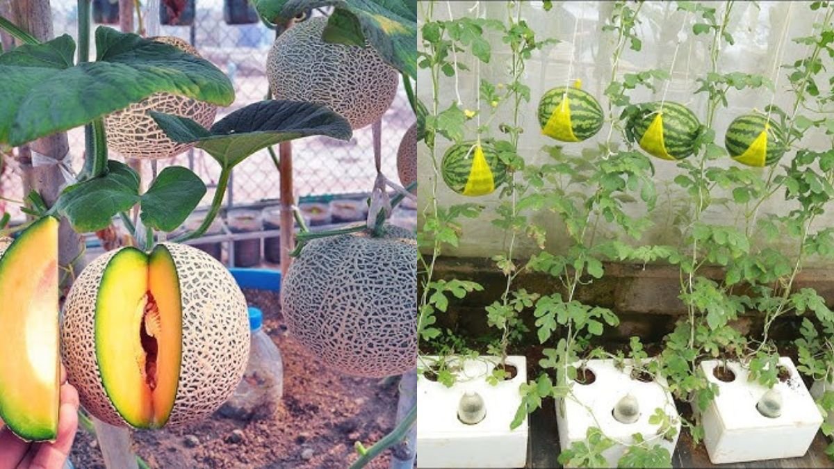 No Experience Needed — Growing Melons This Way Super Fruits, Why Didn’t I Know Sooner