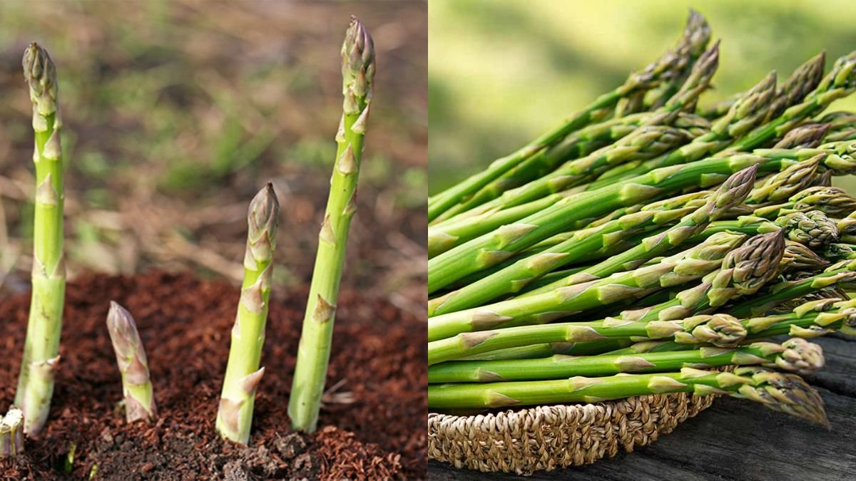 Growing Asparagus at Home — Most Productive, Effective, and Fast to Harvest