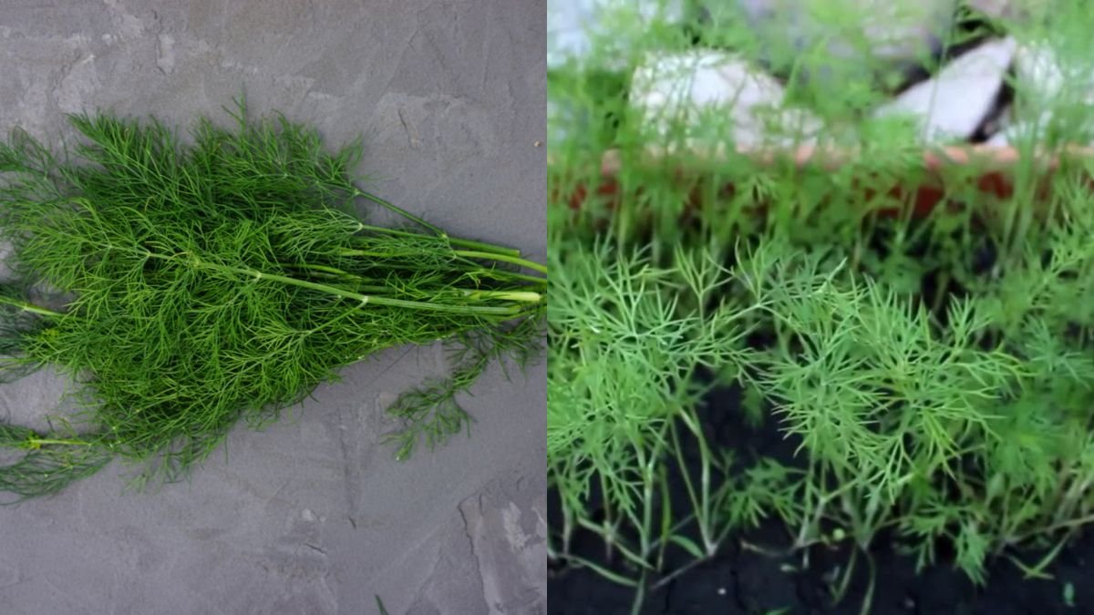 Tips To Help Me Grow And Harvest Dill At Home After Just 1 Month, Easy and Effective