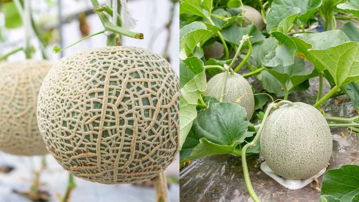 How to Grow Cantaloupe From A to Z at Home — High Yield, Big Fruit, Super Guide