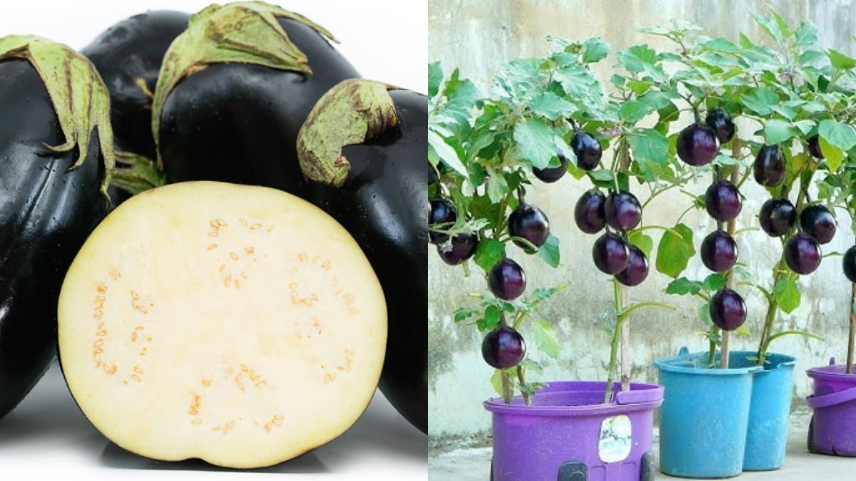 Apply This Way Now – American Egg Eggplant Produces Super Many Fruits & Super Delicious