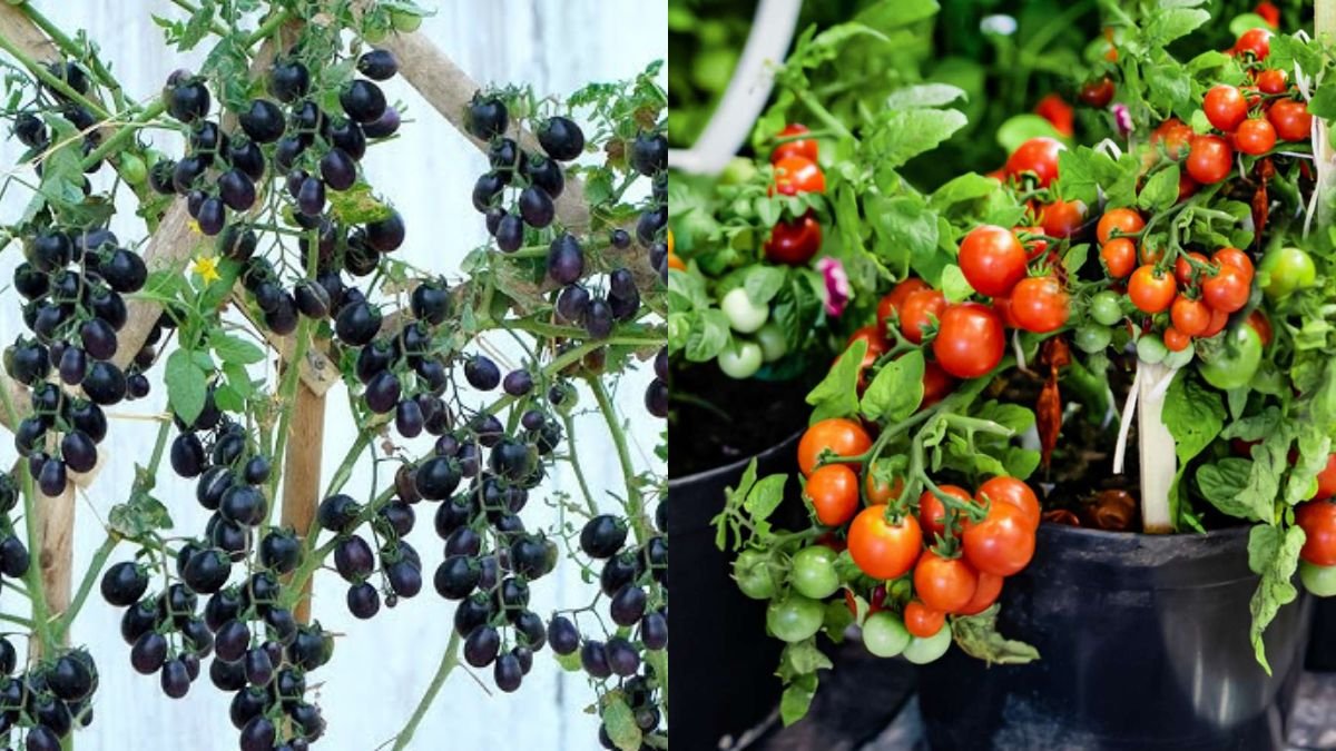 Black Tomatoes & Delicious Grape Tomatoes — Lots of Fruit and Easy to Grow at Home