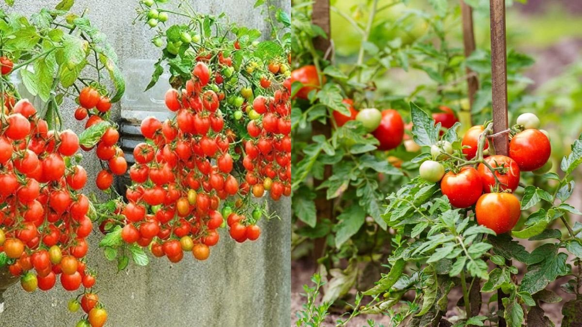 No Garden Needed — How to Grow Tomatoes for High Yields