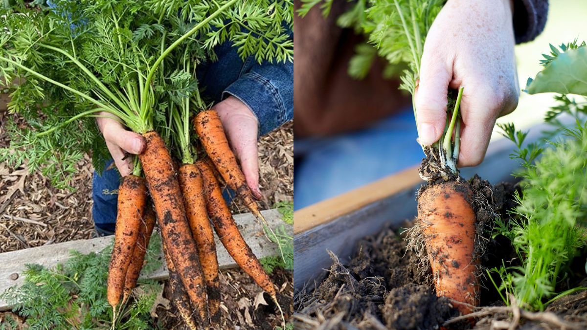 How I Grow Carrots at Home for High Yield, Very Easy!