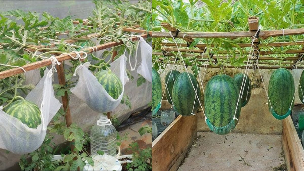 Growing Super Delicious Yellow Watermelon at Home, Something Unexpected Happened
