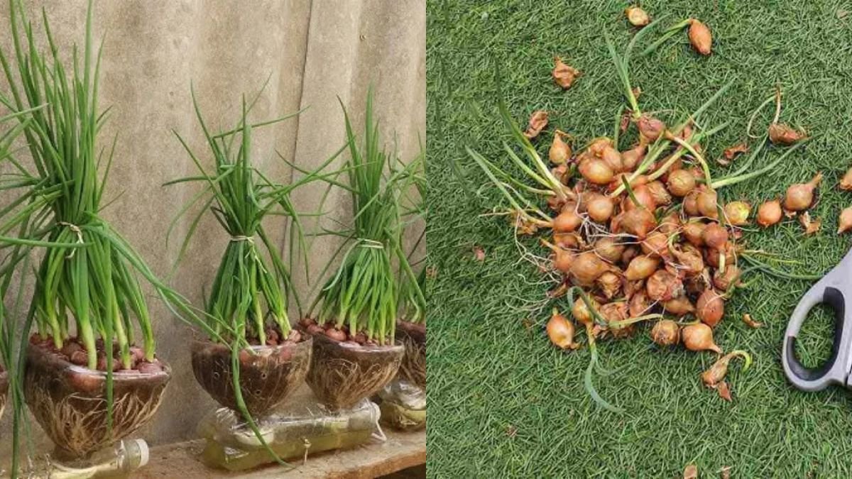 Just a Few Plastic Bottles — Grow Onions at Home and Harvest Continuously