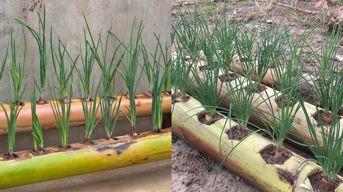 Innovative Banana Tree Onion Gardening — Creative, Unique, and Productive