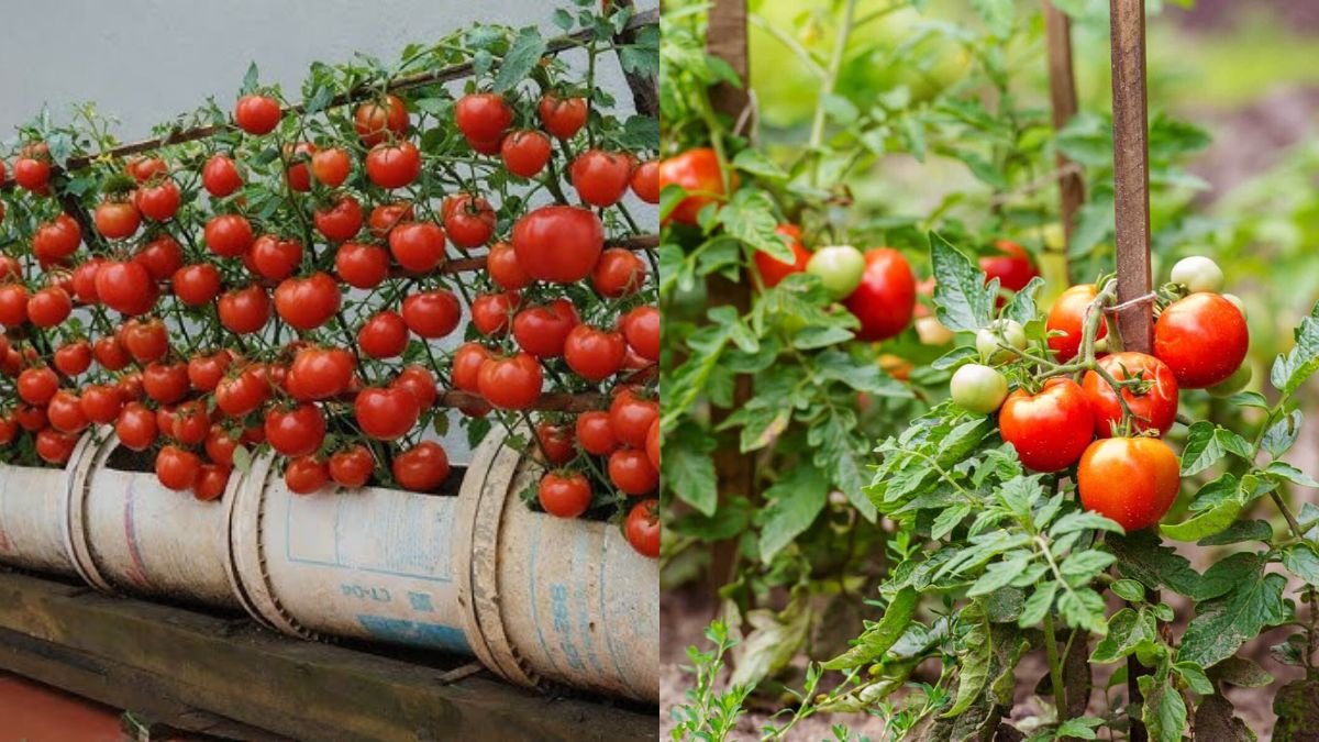 No Garden Needed — How to Grow Tomatoes for High Yields