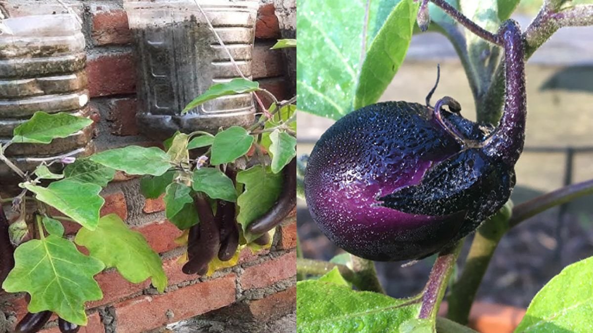No Need for a Garden — Grow Eggplant at Home with Many Fruits and High Yield